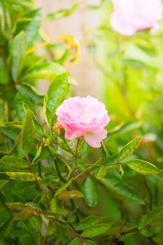 Roses in the garden, Roses are beautiful with a beautiful sunny day.