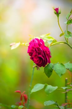 Roses in the garden, Roses are beautiful with a beautiful sunny day.