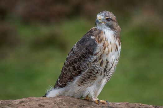 Full length portrait of a red tailed hawk perched on a rock and looking over its shoulder to the left