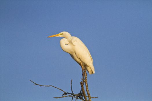 Great egret perching on a tree and blue sky