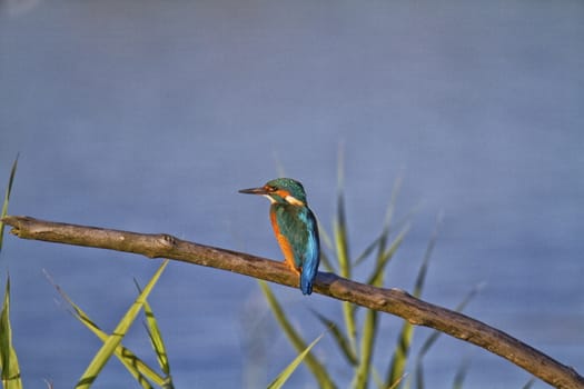 Kingfisher bird on branch in Neuchatel switzerland