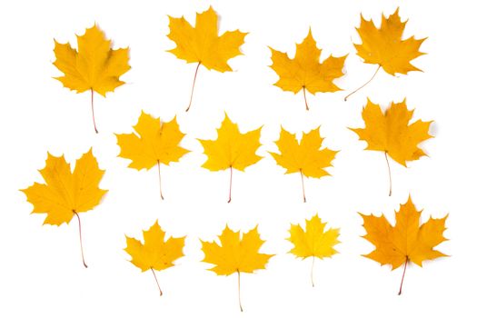 Set of orange autumn maple leaves isolated over white background