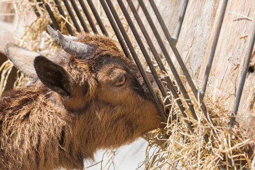 Brown goat eating hay - Selective focus on the eye