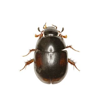 Dung loving Water Beetle on white Background  -  Sphaeridium sp.