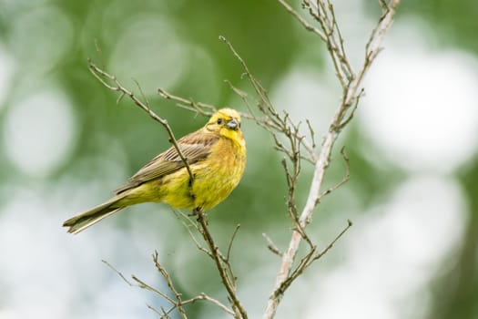 Oatmeal on a branch, beautiful bird, Russia, village, summer, Emberiza citrinella