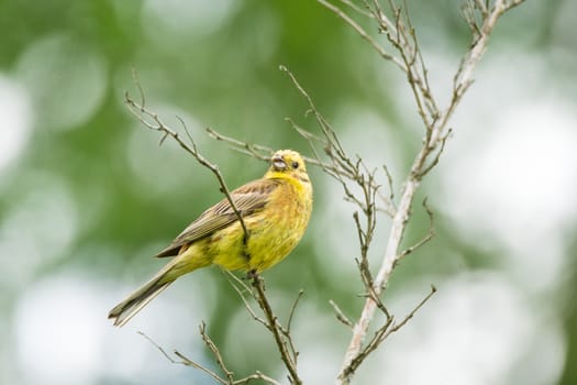 Oatmeal on a branch, beautiful bird, Russia, village, summer, Emberiza citrinella