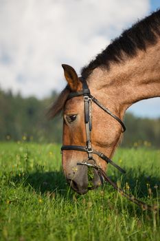 Head shot of a horse on a fileld