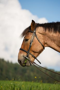 Head shot of a horse on a fileld