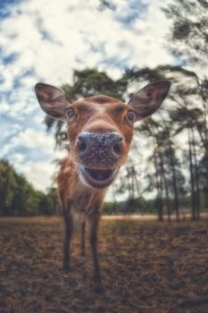 Deer looks curiously at the camera, fish-eye optic