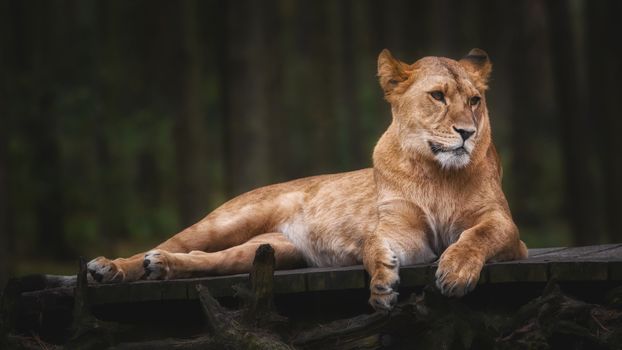 Lying lioness on a bridge of wood