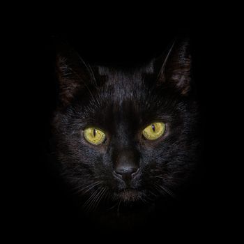 A head shot of a black cat against a black background