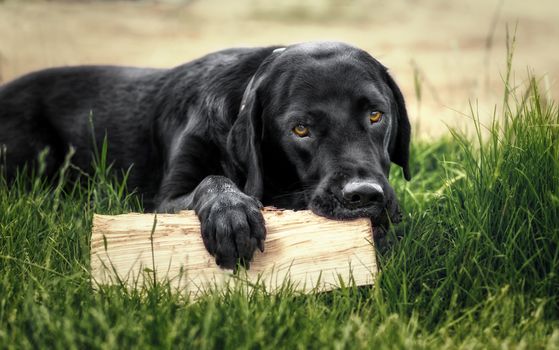 Black labrador retriever lying on gras with a pice of wood