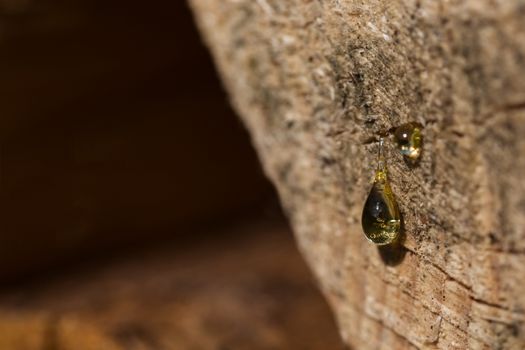 A small drop of resin on a tree trunk