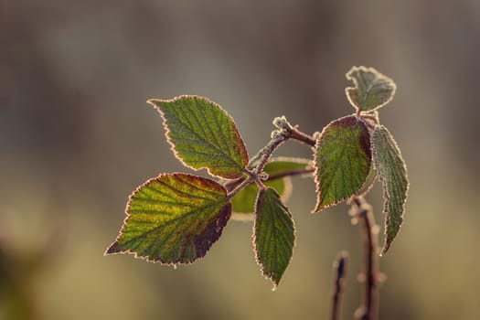 Leaves covered with frost are with soft background