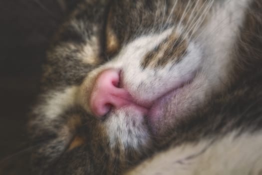 A head shot of a sleeping cat with grey and white pelt