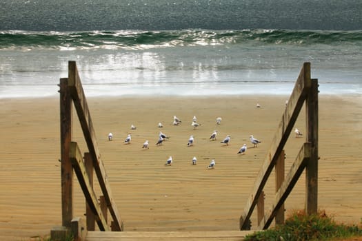 Image of a seagulls on the sand at a beach