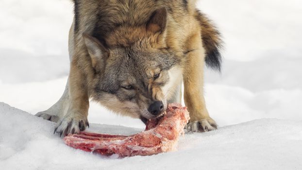 A wolf eats meat and looks directly into the camera