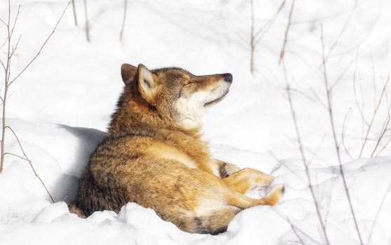 A wolf lying in the snow and relaxing