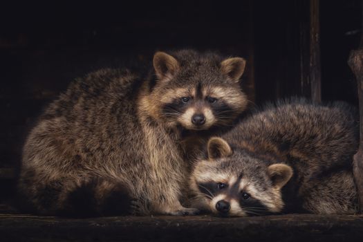A couple of racoons looking into the camera