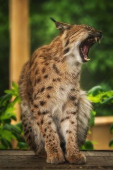 Yawning lynx sitting on a wooden board