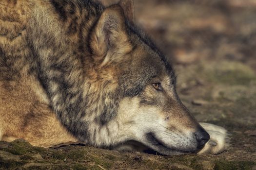 A lying wolf on the ground relaxing