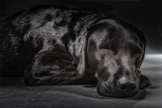 Sleeping black labrador in studio