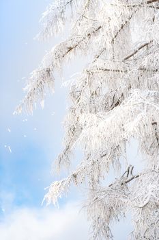 Branches covered with snow against a blue sky