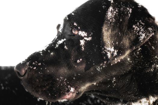 Head portrait of a black labrador retriever with snow