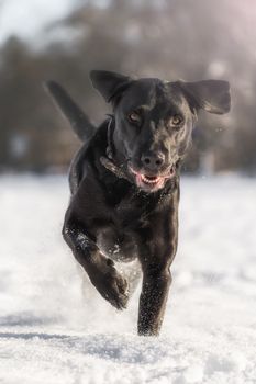 Running black labrador in the snow