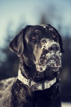 Head portrait of a black labrador retriever with snow