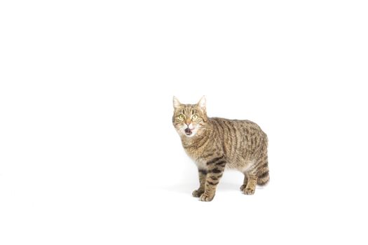 Standing cat in studio with white background