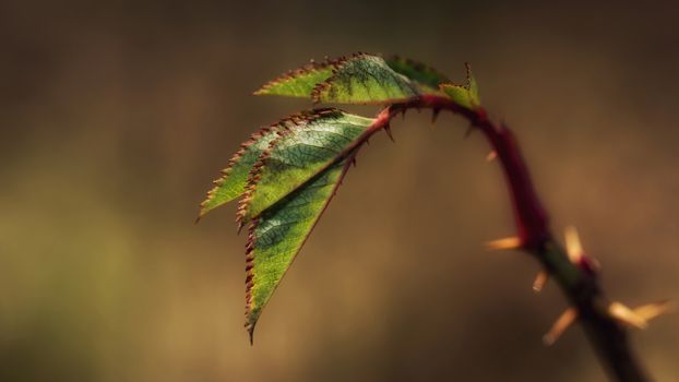 Stems and leaves of a rose with thorns