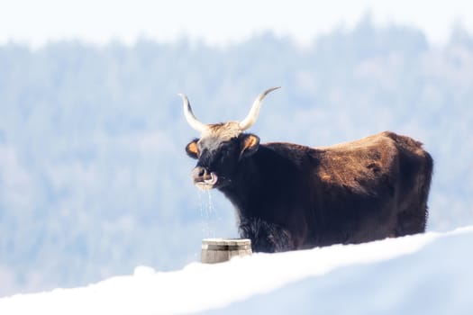 A cow standing in the snow and drinking water out of a bucket