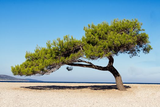 Pine tree on pebbled beach against blue sky in background