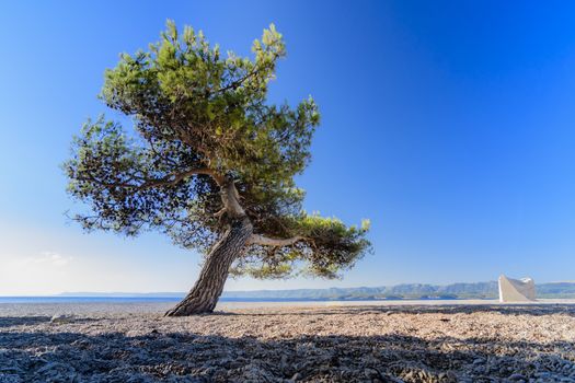 Single pine tree on beach against blue sky in background, Zlatni rat beach in Bol, Croatia
