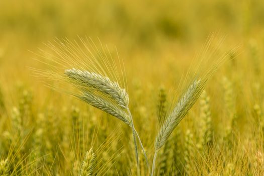 Barley in the field, closeup, selective focus on front stems