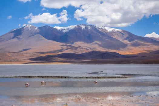 Laguna Honda in sud Lipez Altiplano reserva Eduardo Avaroa, Bolivia