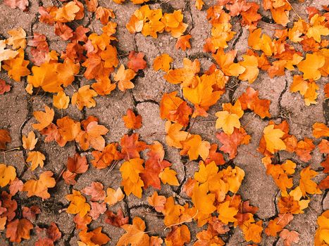 Golden Fall Cobblestone Leaves  