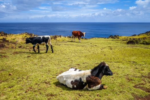 Cows on easter island cliffs, pacific ocean, Chile