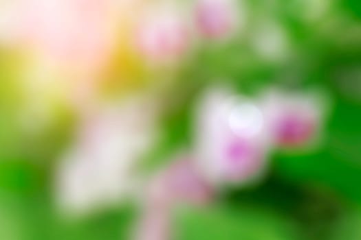 color of orchid flowers with blurred images.