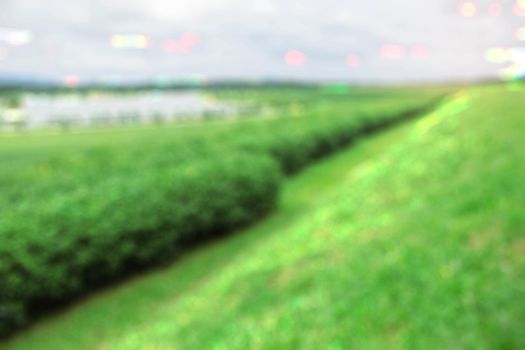 Green grass on tea farm with blurred background.