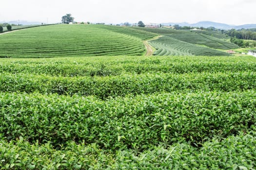 Tea plantation with freshness of nature.