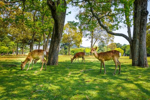 Wild Sika deers in Nara Park, Japan