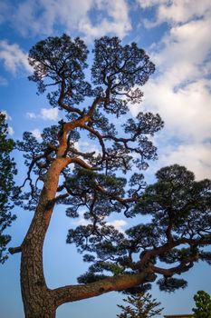 japanese black pine, pinus thunbergii, on a blue sky, Nikko, Japan
