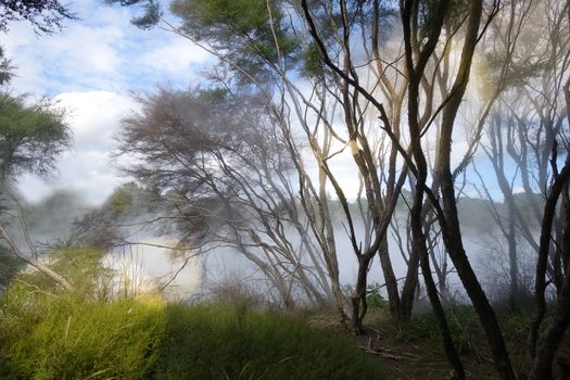 Misty lake and forest in Rotorua volcanic area, New Zealand