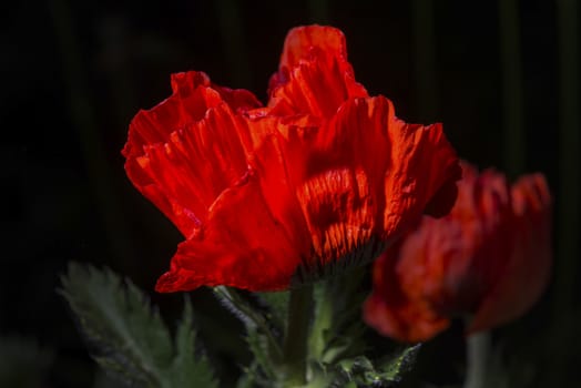 Blooming poppy blossom, isolated, vibrant colors