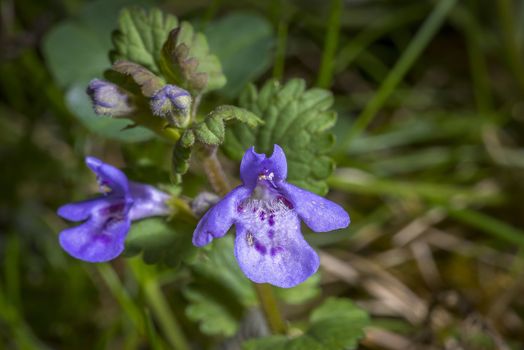 Macro shot of a very small flower in the garden