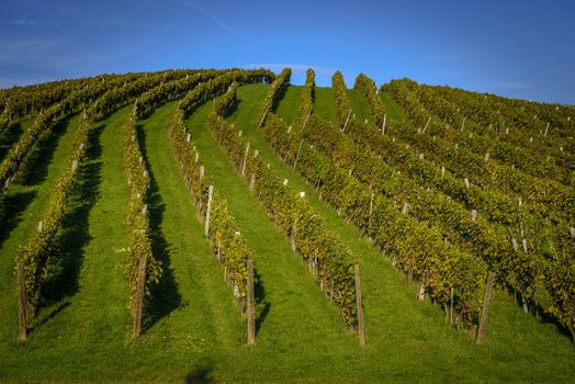 Winery Zlati gric, Slovenske Konjice, Slovenia, tourism and wine