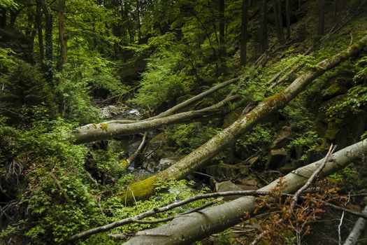 Mountain river - stream flowing through thick green forest. Stream in dense wood. Bistriski Vintgar, Slovenia