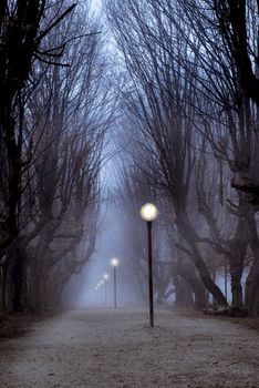 Central park hornbeam tree alley in fog with lit street lamps, sinister and mysterious feeling